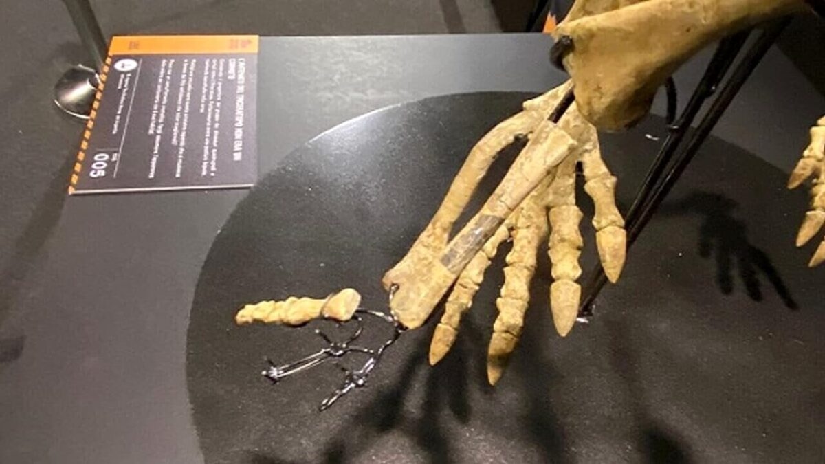 fossile di dinosauro rubato