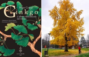 ginkgo biloba