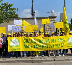 grano