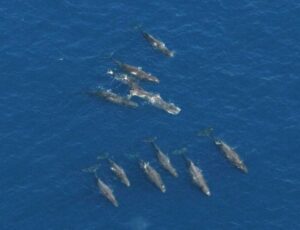 avvistamento di un gruppo di capodogli al largo di Portosole a Sanremo