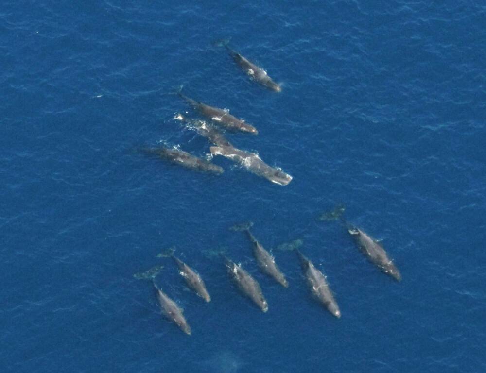 avvistamento di un gruppo di capodogli al largo di Portosole a Sanremo