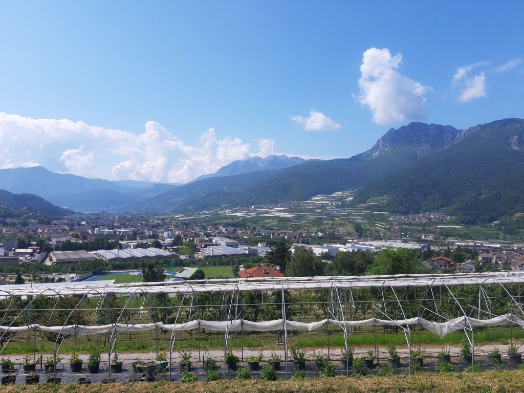 incontro tecnico ciliegio trentino