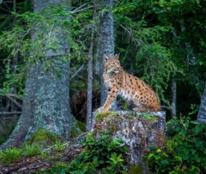 lince alpi giulie