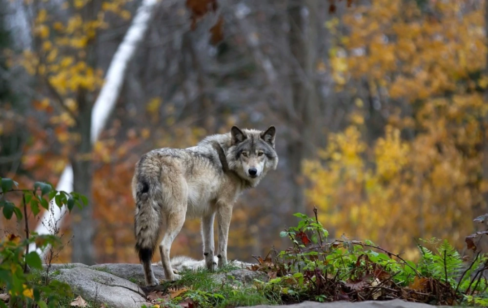 avvistamento di un lupo