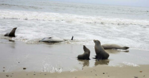 moria delfini california