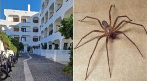 un commerciante è morto per un morso di un ragno nel suo albergo a Sabaudia