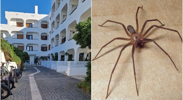 un commerciante è morto per un morso di un ragno nel suo albergo a Sabaudia