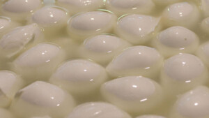mozzarella di bufala