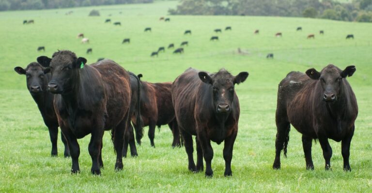 massacro di 200.000 mucche irlandesi per raggiungere le emissioni zero