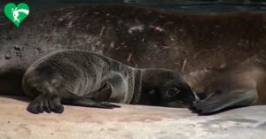 Al Bioparco di Roma è nato un cucciolo di otaria