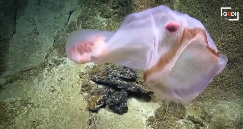oceano pacifico creatura