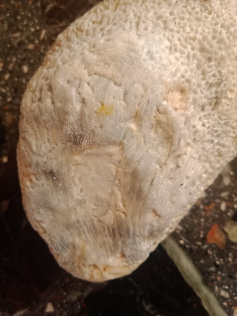 oggetto ritrovato spiaggia giampilieri