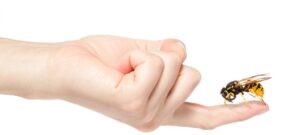 punture degli insetti