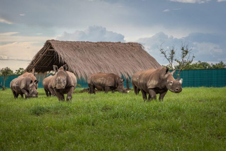 rinoceronti bianchi reintrodotti in Congo
