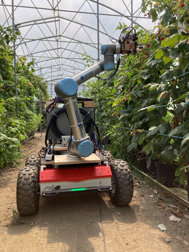 robot raccogli lamponi