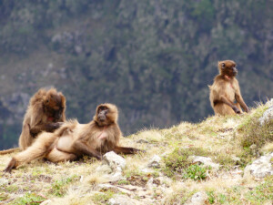scimmie gelada