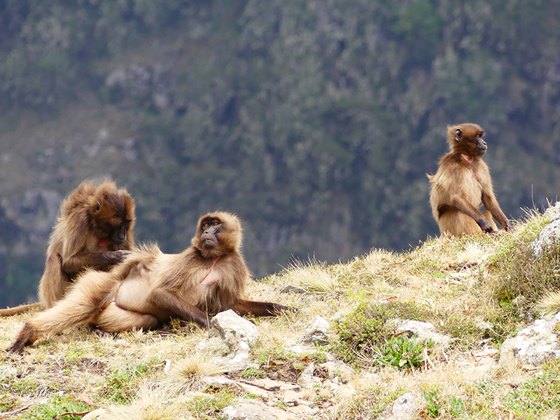 scimmie gelada
