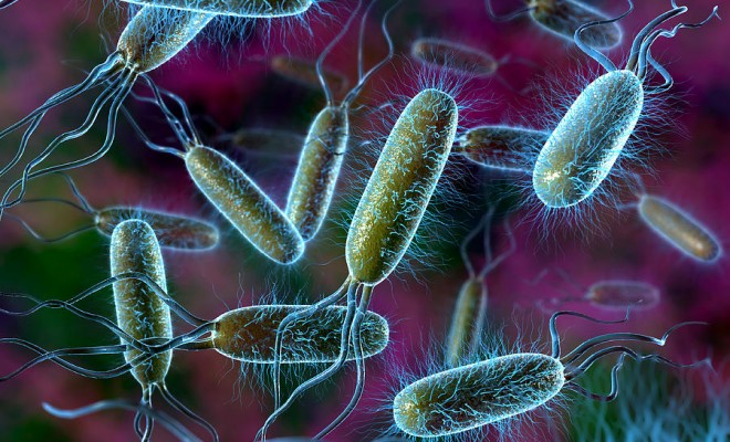 organismi unicellulari