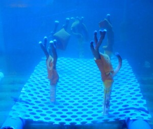 Coralli con biomateriale