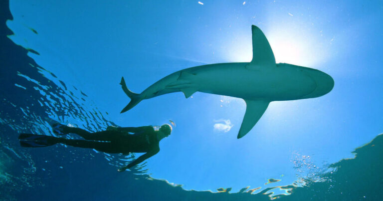 Giornata mondiale degli squali