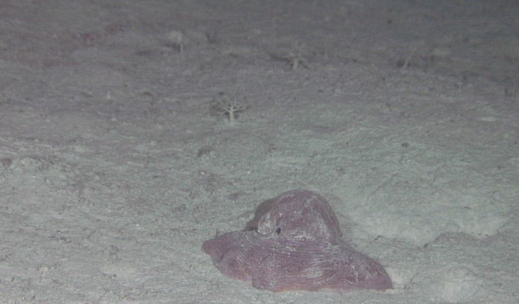 Opistoteuthis calypso