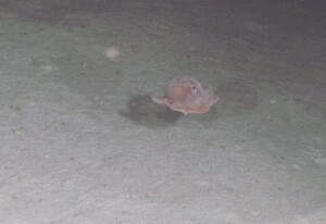 Opistoteuthis calypso