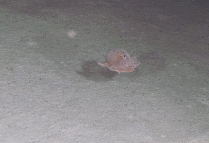 Opistoteuthis calypso