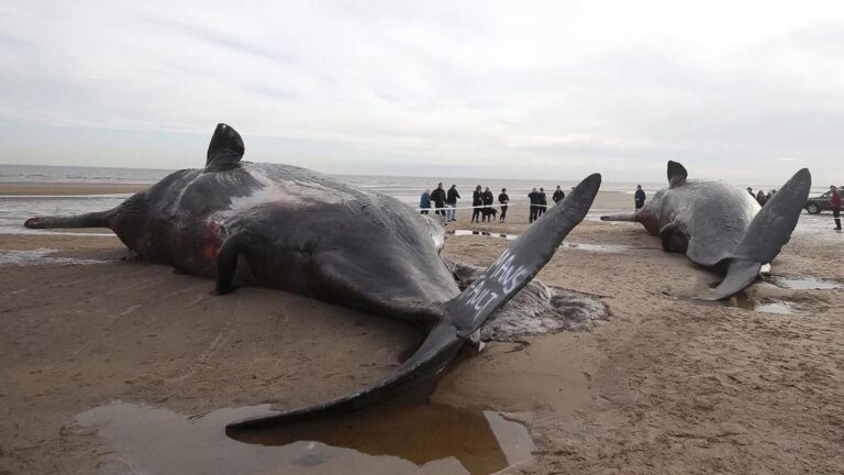 balene spiaggiate in Gran Bretagna