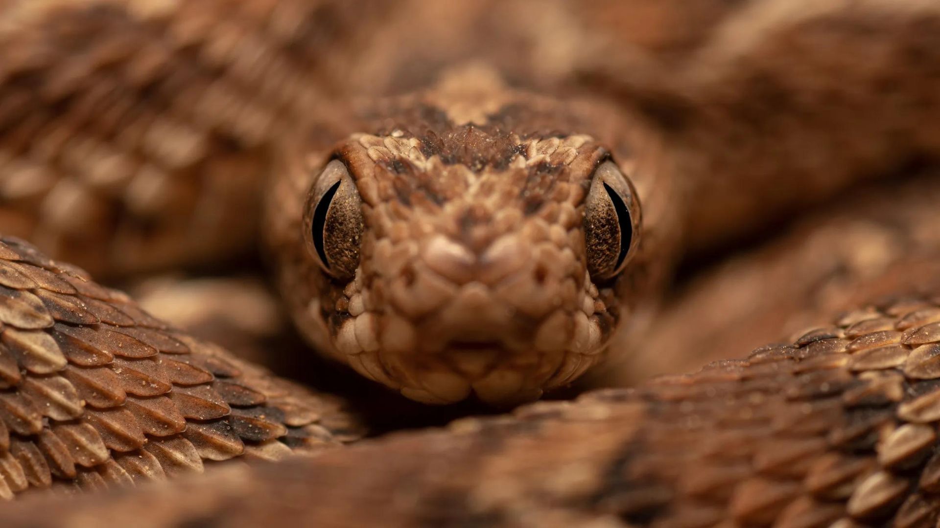 L’uomo che sfida i serpenti: verso un antidoto universale