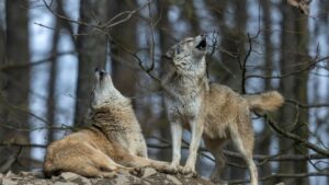 ordinanza abbattimento di due lupi