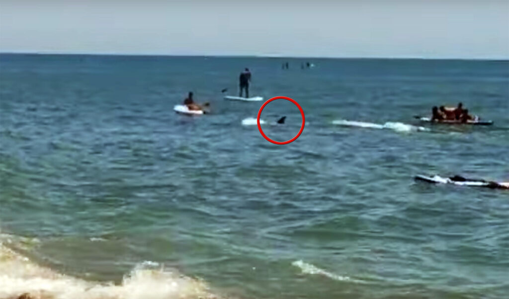 Un'orca vicino ad una spiaggia andalusa, paura tra i bagnanti