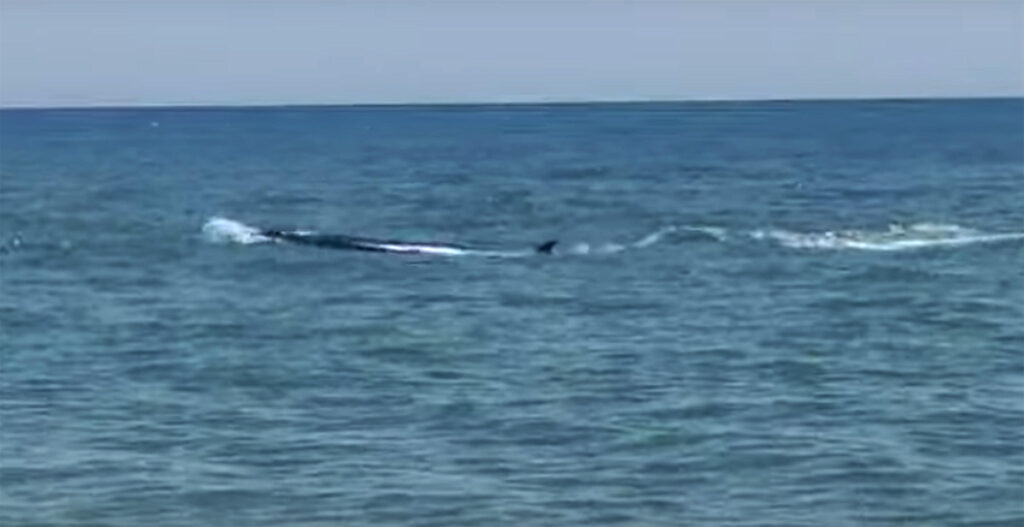 Un'orca vicino ad una spiaggia andalusa, paura tra i bagnanti