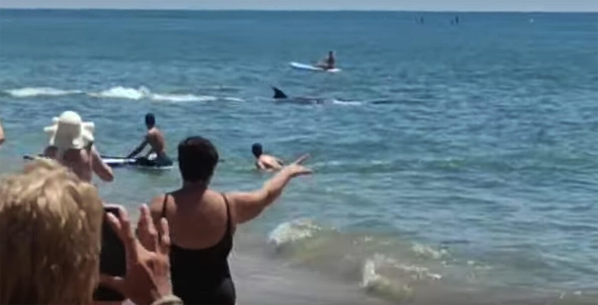 Un'orca vicino ad una spiaggia andalusa, paura tra i bagnanti