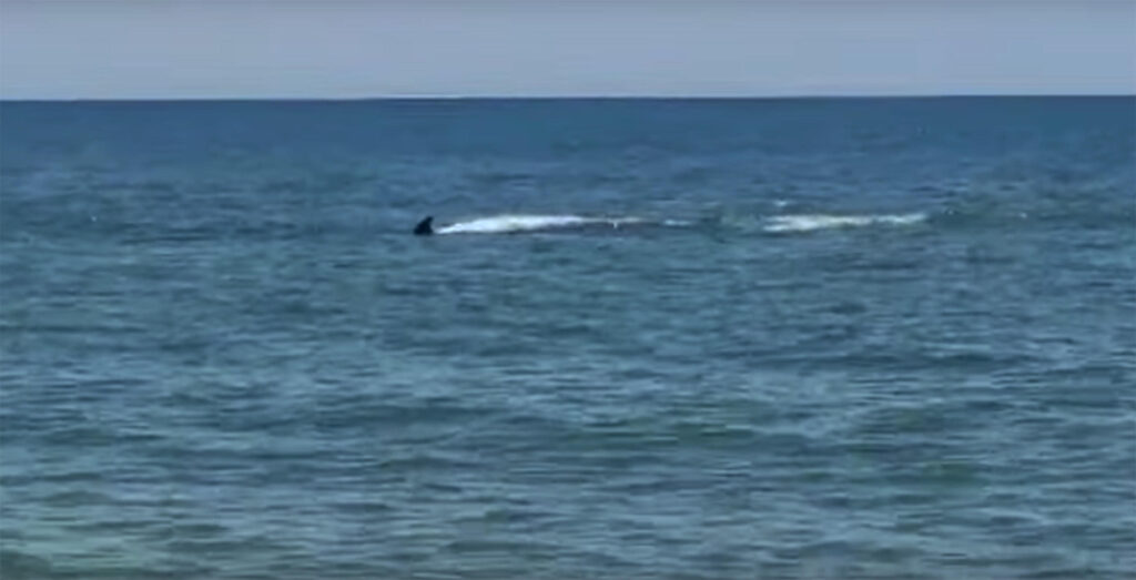 Un'orca vicino ad una spiaggia andalusa, paura tra i bagnanti