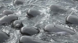 balene pilota spiaggiate