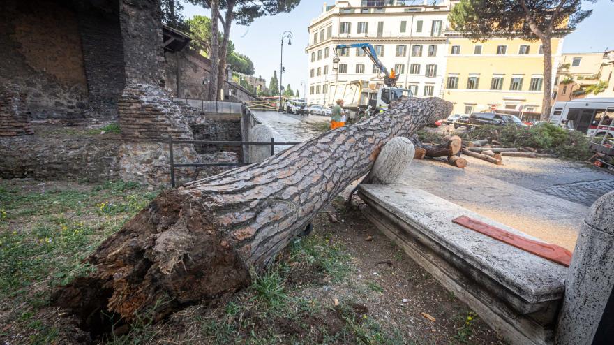 albero crollato a Piazza Venezia