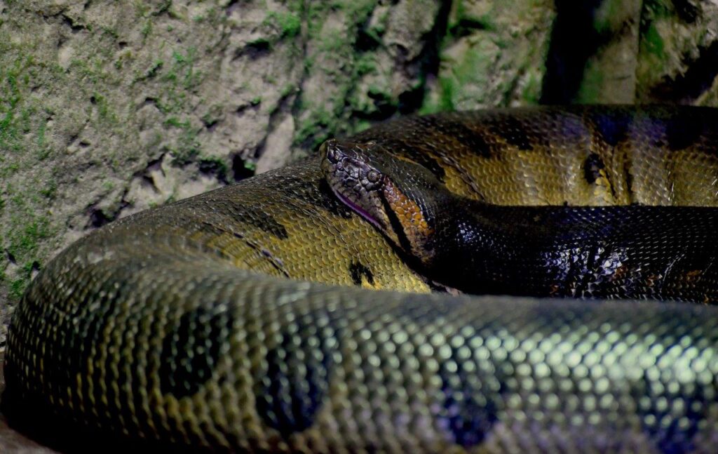 anaconda verde