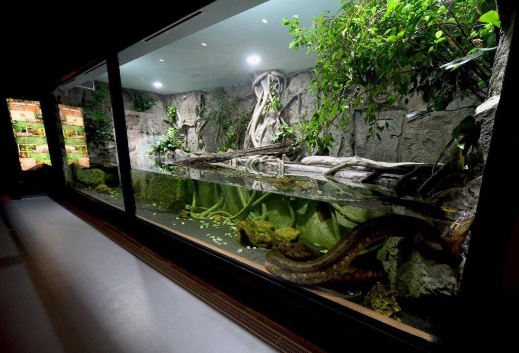 anaconda verde