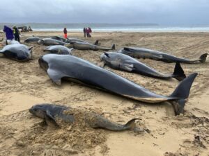 balene pilota spiaggiate sulla spiaggia dell'isola di Lewis in Scozia