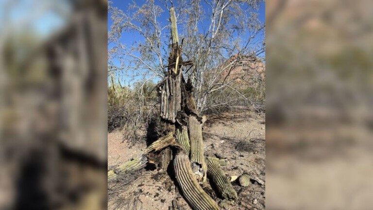 cactus arizona