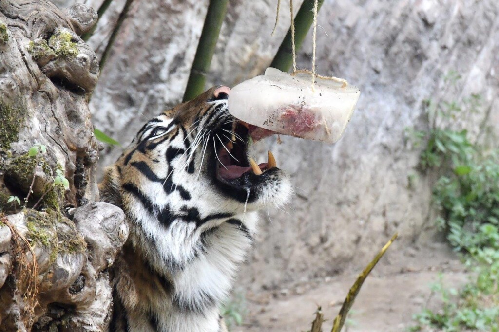 caldo bioparco roma