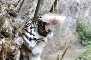 caldo bioparco roma