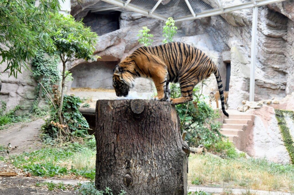 caldo bioparco roma