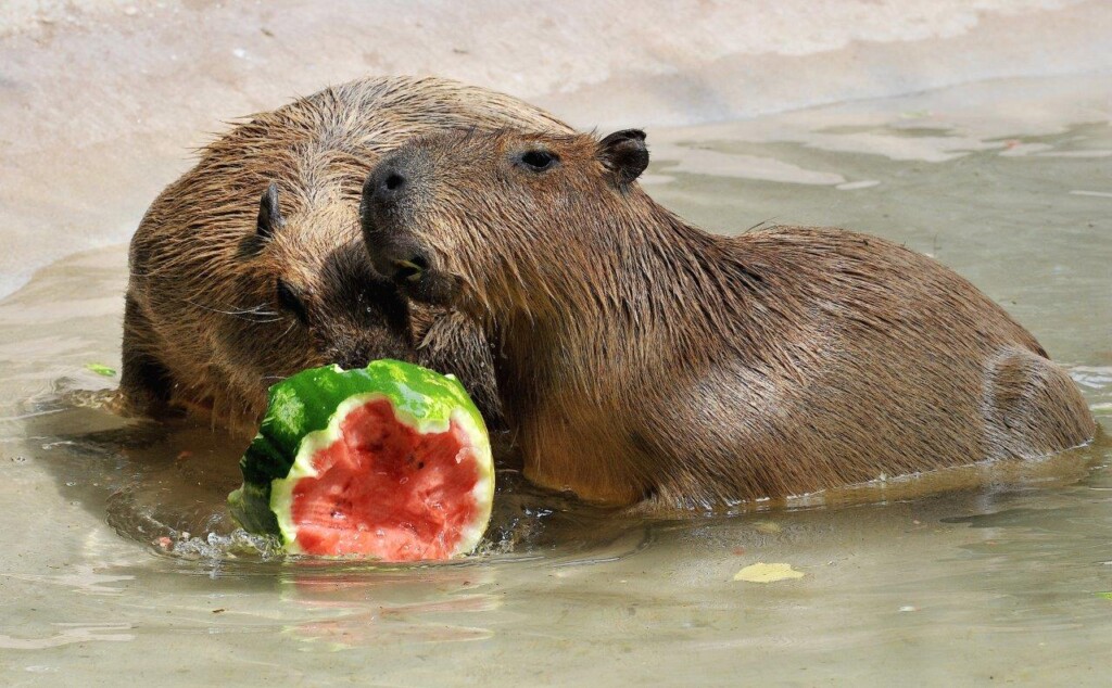 caldo bioparco roma
