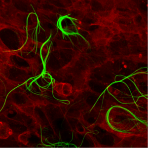 cellule umane
