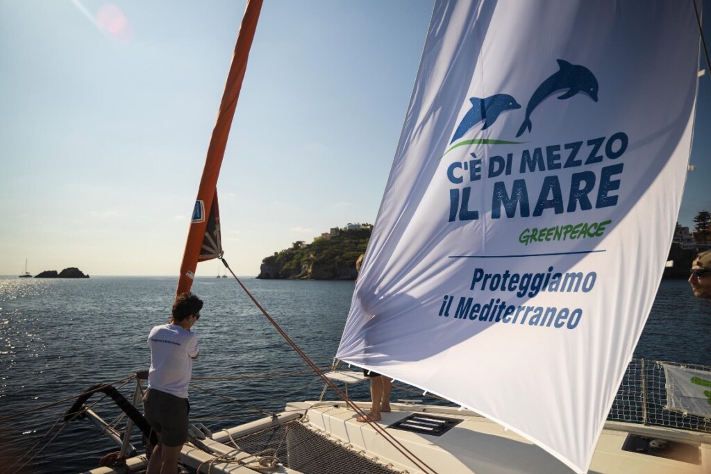 cetacei isole cetacei isole pontine pontine
