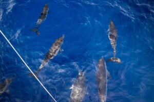 cetacei isole pontine