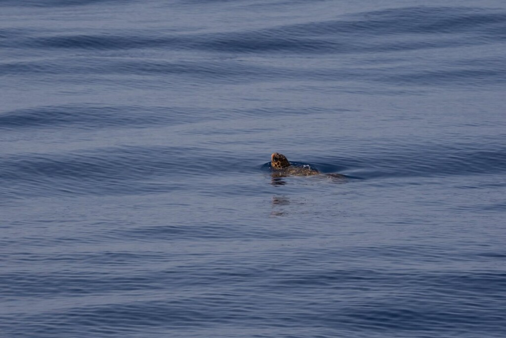 cetacei isole pontine