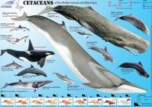 cetacei pelagos