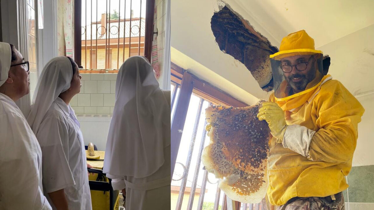 colonia di 70mila api scoperto nell'intercapedine di un convento